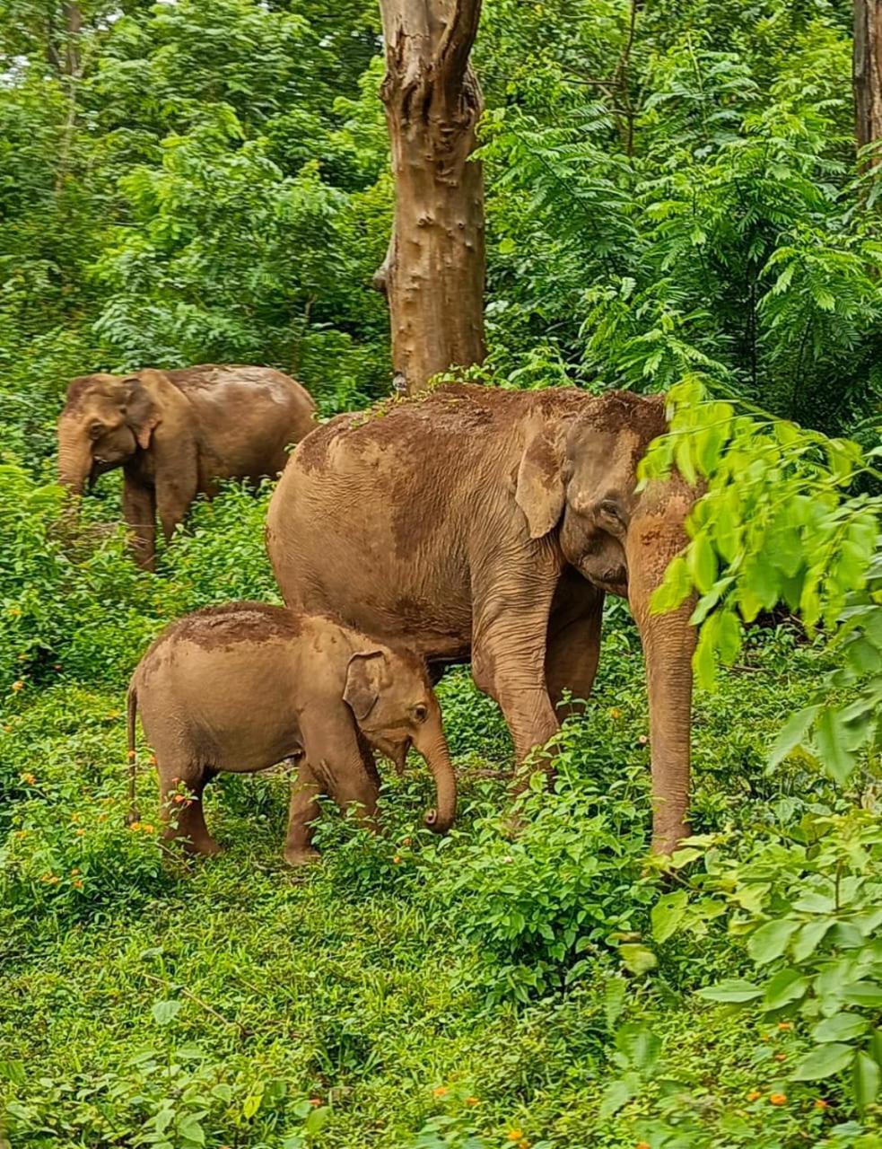 Kuruva Shoreline Wayanad Chegat Exterior photo